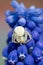 Spider Misumena vatia on a Muscari flower close-up