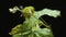 A spider mite parasitizes on a young germ of grapes, isolated on a black background.