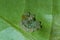 Spider mites macro