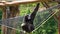 Spider Monkey Adult Playing Play Hanging Swinging Tail