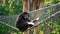 Spider Monkey Adult Playing Play Hanging Swinging Tail