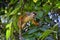 Spider Monkey, Ateles Geoffroi, mother and baby endangered, in tropical jungle trees of Costa Rica.