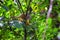 Spider Monkey, Ateles Geoffroi, mother and baby endangered, in tropical jungle trees of Costa Rica.