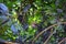 Spider Monkey, Ateles Geoffroi, mother and baby endangered, in tropical jungle trees of Costa Rica.