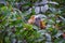 Spider Monkey, Ateles Geoffroi, mother and baby endangered, in tropical jungle trees of Costa Rica.