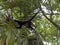 Spider Monkey, Ateles geoffroyi, chooses only ripe fruits in the rainforest, Guatemala