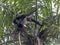 Spider Monkey, Ateles geoffroyi, chooses only ripe fruits in the rainforest, Guatemala