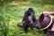 Spider Monkey being fed by a caretaker