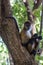 Spider monkey chewing on a banana