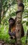 Spider Monkey in Costa Rica