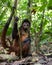 Spider Monkey in Costa Rica