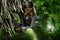 Spider monkey familiy on palm tree. Green wildlife of Costa Rica. Black-handed Spider Monkey, mother and young in tropical forest