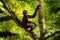 Spider monkey on palm tree. Green wildlife of Costa Rica. Black-handed Spider Monkey sitting on the tree branch in the dark