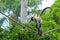 Spider monkey play on a rope