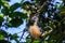 Spider monkey rainforest jungle
