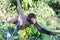 Spider Monkey Reaching for Banana