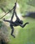 Spider monkey on a rope