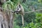 Spider monkey sit on a rope