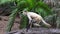 Spider monkey sit on a tree log