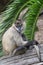 Spider monkey sit on a tree log