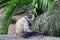 Spider monkey sit on a tree log