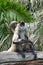 Spider monkey sit on a tree log