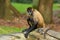 Spider Monkey sit on a tree trunk