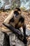 Spider monkey sitting on a rock, staying still