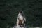 Spider monkey sitting on a rock, staying still