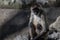 Spider monkey sitting on a rock, staying still