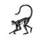 Spider monkey or Southern muriqui is crawling in vintage style. Hand drawn engraved sketch in woodcut style.