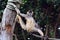Spider monkey stand on a rope