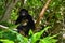 Spider monkey at Sumidero Canyon in Chiapas State, Mexico