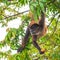 Spider Monkey, Tortuguero, Costa Rica