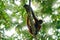 Spider monkey on treetop crown. Green wildlife of Costa Rica. Black-handed Spider Monkey sitting on the tree branch in the dark