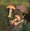 The spider mushroom is a bracelet, or red Latin Cortinarius armillatus on a background of dry leaves and green grass. Plants