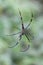 Spider (Nephila pilipes)