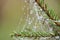 Spider net on a pine tree with water drops