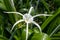 Spider orchid-Hymenocallis littoralis Jacq. Scalisb.
