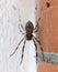 Spider outside a bungalow in Madagascar