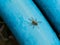 Spider Perched on Blue Tube