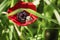 Spider on the petal poppy