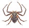 Spider Philodromus aureolus