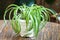 Spider Plant