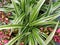 spider plant and alternanthera ficoidea