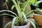 Spider plant Chlorophytum comosum, one of the most adaptable houseplants in white ceramic pot
