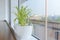 Spider Plant Chlorophytum in white ceramic flowerpot standing on windowsill