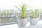 Spider Plant Chlorophytum in white ceramic flowerpot standing on windowsill