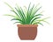 Spider plant icon. Houseplant in pot. Green home decoration