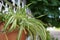 Spider plant (lili paris) decorative plants